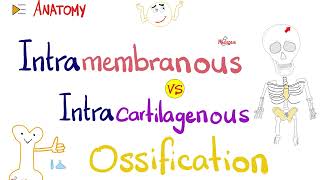 Intramembranous vs Intracartilagenous Ossification 🦴  Anatomy Series [upl. by Artapoelc978]