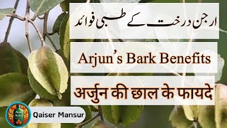 Arjun’s Bark Benefits  ارجن درخت کے طبی فوائد  अर्जुन की छाल के फायदे [upl. by Dnalhsa]