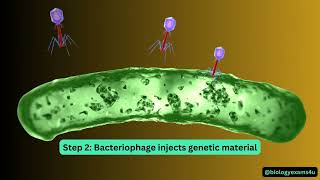 Bacteriophage Life Cycle Animation [upl. by Japheth]