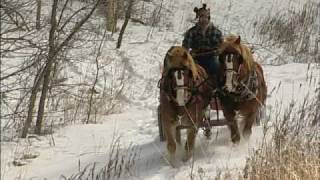 The Modern Horse Loggers of Minnesota [upl. by Kcirdes]