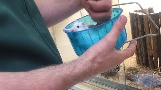 GOING TO PETS AT HOME  FINDING A HAMSTER 🤍  2019 [upl. by Heise]