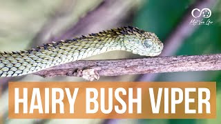 Hairy or Rough scaled Bush Viper Atheris hispida  Herping Uganda [upl. by Anaed90]