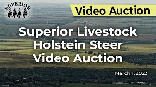 Superior Livestock Holstein Steer Video Auction [upl. by Lechar]