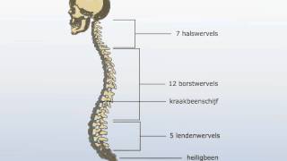 wervelkolom [upl. by Ofori]