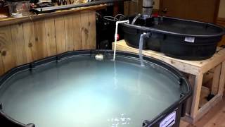 350 gallon saltwater pond v10 [upl. by Akienom760]