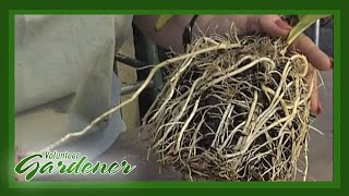 Root Cuttings  Volunteer Gardener [upl. by Trautman30]