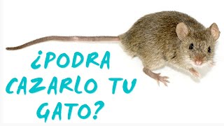 Ratón en Pantalla para Gatos  Juego Para Gatos  Atrapa a los Ratones Reales con Ruidos 🐀🐀 rats [upl. by Bathulda377]