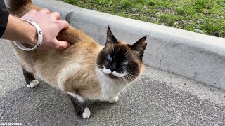 Сute purebred cat on the street Snowshoe cat or Siamese cat [upl. by Neeluj]