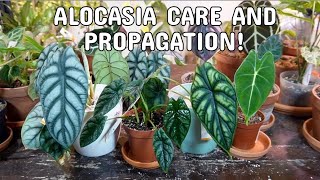 ALOCASIA CARE  Dormancy Propagation By DivisionBulbs With Results And Plant Care [upl. by Nnylodnewg]