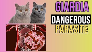 Giardia in Cats A Comprehensive Guide [upl. by Arda221]