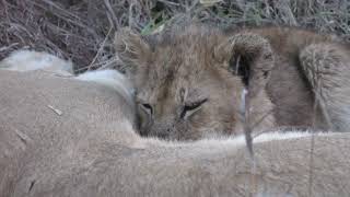 Ulusaba Lodge in 4K  Kruger Park  South Africa  Lion Pride Sighting  9 September 2023 [upl. by Drarreg]