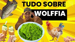 TUDO SOBRE WOLFFIA  ADEUS RAÇÂO [upl. by Edurtreg460]