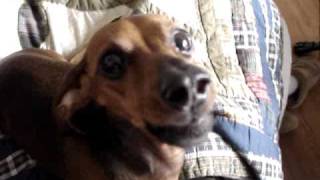 REAL talking dog dachshund speaks [upl. by Akinat784]