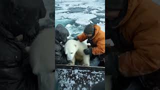 🐻‍❄️ Tiny Polar Bears Heartwarming Rescue 😍 PolarBearRescue WildlifeConservation ArcticAnimals [upl. by Ahseined]