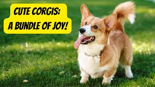 Corgi Facts You NEED to Know [upl. by Uot397]