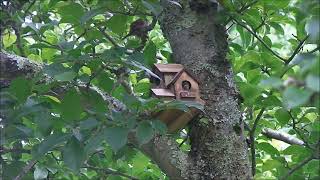 Baby Birds in the Bird Condo July 2 2024 House Wren [upl. by Elvyn]