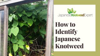 How to Identify Japanese Knotweed  Japanese Knotweed Expert Ltd [upl. by Nerreg]