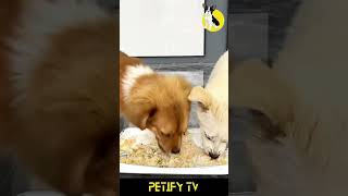 Watch These Puppies Taste Test Dog Foods 🐶🍔 dog puppy shorts review Petify cute Food funny [upl. by Idyh]