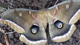 Polyphemus Moth Antheraea polyphemus Closeup [upl. by Sesom]