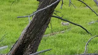 Coyote and a Badger hunting together in Yellowstone [upl. by Llenrap656]