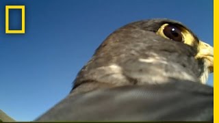 POV Ride on the Back of a Soaring Falcon  National Geographic [upl. by Marney]