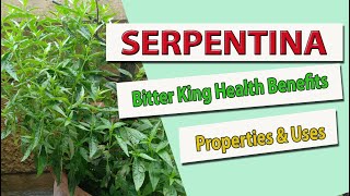 SERPENTINA PLANT  Bitter King Health Benefits amp Uses [upl. by Latsyrhc]