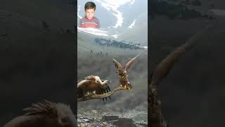 Vultures In Mountain Area With Eagle [upl. by Eresed]