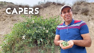 The miraculous healing properties of Capers Capparis spinosaخواص درمانی معجزه آسای کاپاریس کَبَر [upl. by Hammad]