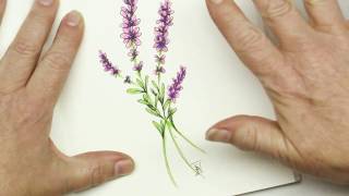 Pen and Ink Drawing Tutorial How to Draw Lavender flowers  Inktober [upl. by Bluefield960]