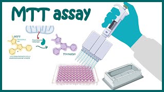 MTT assay  Cell Viability and Cytotoxicity determination using MTT assay [upl. by Cartwell901]