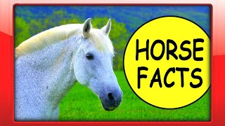 HORSE FACTS for Beginners  Kids Educational Video about Horses for Kindergarten Toddlers [upl. by Engracia390]