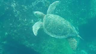 Watamu A Coastal Paradise in 180 Seconds [upl. by Stromberg]