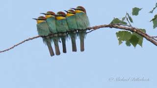 European Beeeaters Merops apiaster  Bienenfresser 3 [upl. by Gunas]