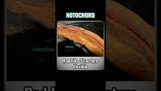 NOTOCHORD notochord  WHAT IS NOTOCHORD shortsviraltrendinganimalkingdomchordatesvertebrates [upl. by Alletniuq]