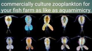 Zooplankton for commercially culture as like as aquamimicry copepods cyclopsdaphnia etc farming [upl. by Alphard621]