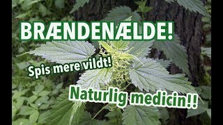 Brændenælde  Naturlig medicin og næringsmiddel  Snildedk [upl. by Kathleen]