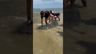 Group Saves Sharks Life shortsvideo [upl. by Standice]