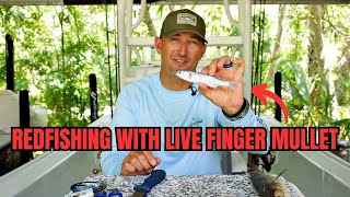 Redfishing With Live Finger Mullet Top 3 Ways To Rig Live Bait [upl. by Butta]