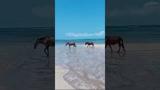 Ilha de Boipeba Bahia Brasil [upl. by Kcirdahs]