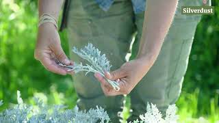 Dusty Miller Varieties  Harvest Tips for Cut Flower Use [upl. by Ecyoj349]