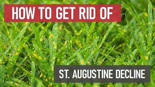 How to Get Rid of St Augustine Decline Lawn Fungus amp Disease [upl. by Niraa]