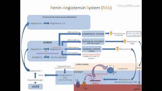 ReninAngiotensin Aldosterone System RAAS [upl. by Attlee]