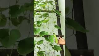 Brillante idea de cómo cultivar pepinos en casa con botellas de plásticos [upl. by Stephens710]