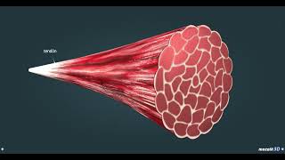 LA CONTRACCIÓN MUSCULAR Anatomía del músculo y la mecánica de la contracción muscular [upl. by Aicertap]