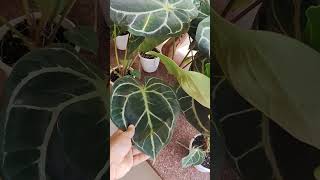 SHORTS FOLIAGE ANTHURIAM ❤️❤️❤️❤️❤️BIG PLANTS FOR SALE [upl. by Chubb441]