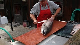 How to Fillet a Big Salmon and Prepare it for Smoked Salmon Recipe [upl. by Ylicec835]