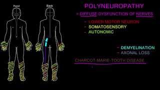 Polyneuropathy [upl. by Tnerual]