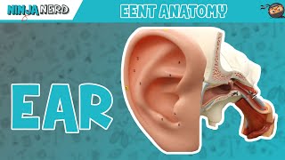 Special Senses  Ear Anatomy  Model [upl. by Tu436]