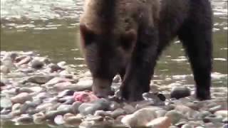 Grizzly Bear eating a Salmon [upl. by Paget]