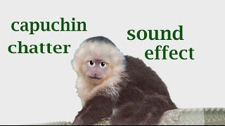 The Animal Sounds Capuchin Sound mp3  Sound Effect  Animation [upl. by Siulegroj]